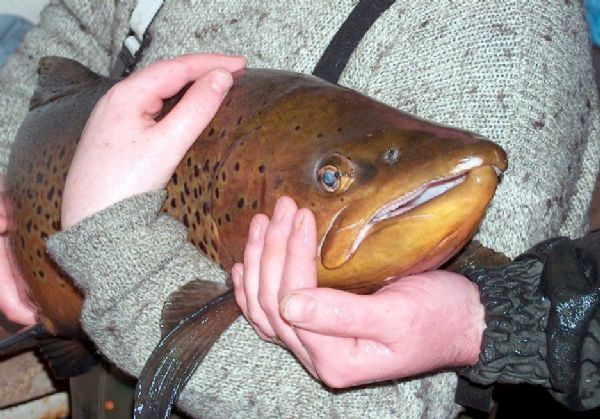 Help save magnificent Dollaghan like this.